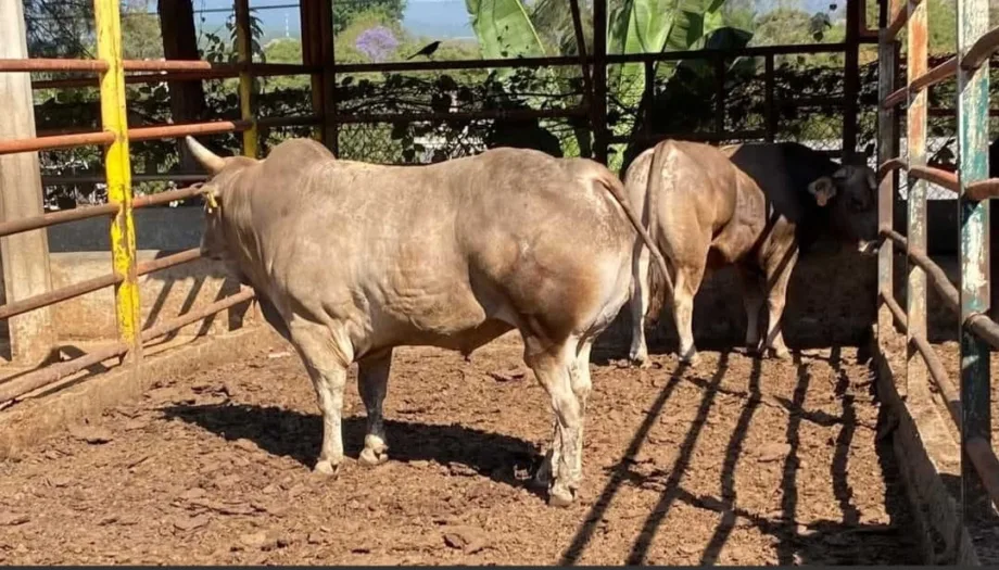 "Blindado" Tamaulipas en sanidad ganadera