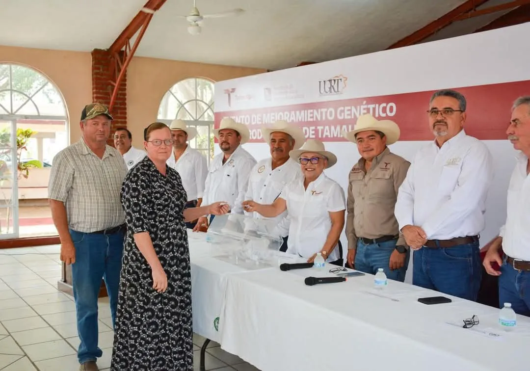 Llevan Programa de Mejoramiento Genético al municipio de Aldama 6 de Mayo 2025 Aldama, Tamaulipas. – En el marco de los festejos por el 235 aniversario de la fundación del municipio de Aldama, Tamaulipas, se llevó a cabo con gran éxito el Evento de Mejoramiento Genético 2025, una iniciativa que forma parte del Programa de Apoyo al Desarrollo Productivo y Económico, específicamente en el rubro de mejoramiento genético mediante la adquisición de sementales bovinos, ovinos y caprinos. El evento fue encabezado por el subsecretario de Desarrollo Pecuario y Forestal, Cuauhtémoc Amaya García, quien acudió en representación del secretario de Desarrollo Rural, Pesca y Acuacultura, Antonio Varela Flores. Durante el programa se ofertaron un total de 87 sementales bovinos con registro, provenientes de 10 criadores de prestigio, con el objetivo de fortalecer la calidad genética del hato ganadero regional.
