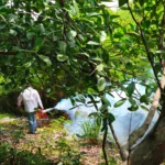 Dengue en Madero