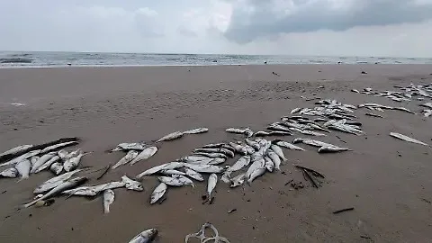 Continúa la aparición de peces muertos en Playa Miramar