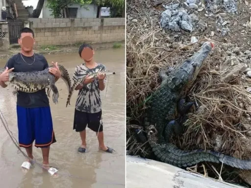 Capturan 185 cocodrilos en colonias de Ciudad Madero