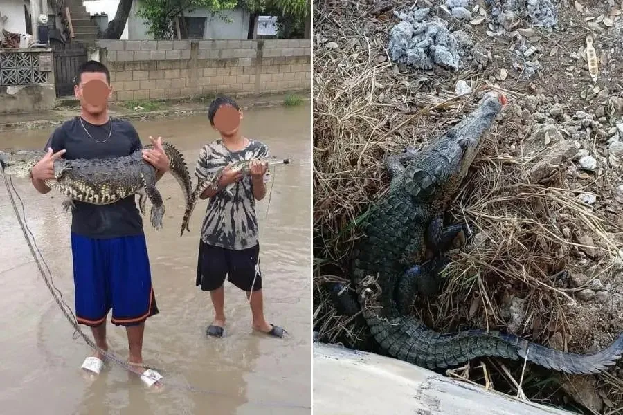 Capturan 185 cocodrilos en colonias de Ciudad Madero