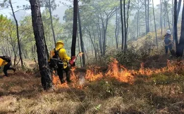 Tamaulipas pierde más de 7,000 hectáreas de bosque en los últimos años