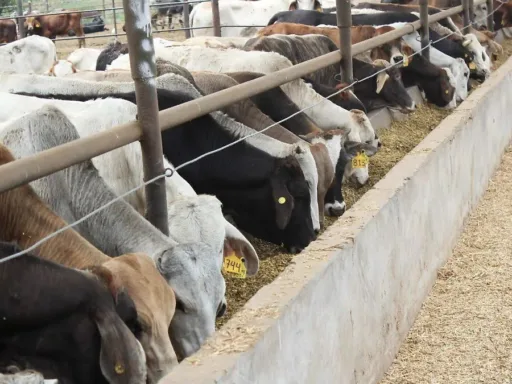 Urgen cerrar frontera sur para frenar plaga del barrenador en México