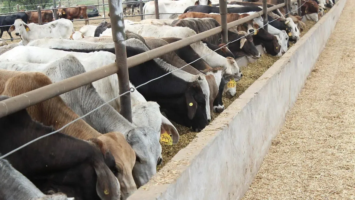 Urgen cerrar frontera sur para frenar plaga del barrenador en México
