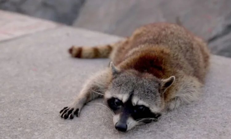 Profepa lanza campaña “Vecinos silvestres” en Tamaulipas