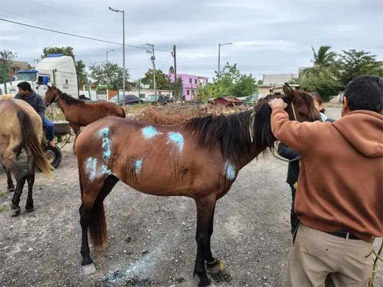 Madero cura a 70 caballos y colocará hasta 300 trampas contra el gusano barrenador