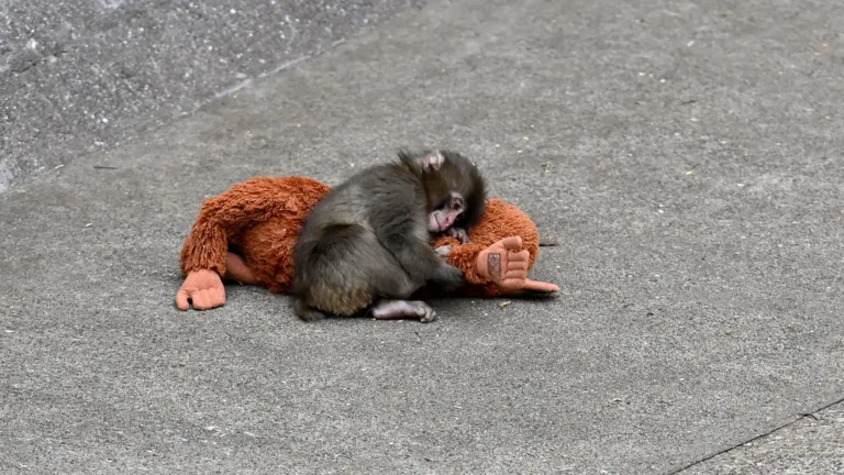 PETA pide trasladar al mono Punch a un santuario: “Lo que llaman adorable es en realidad trauma”