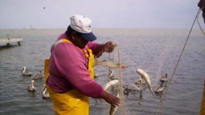 Finaliza veda de lisa y liseta en Tamaulipas